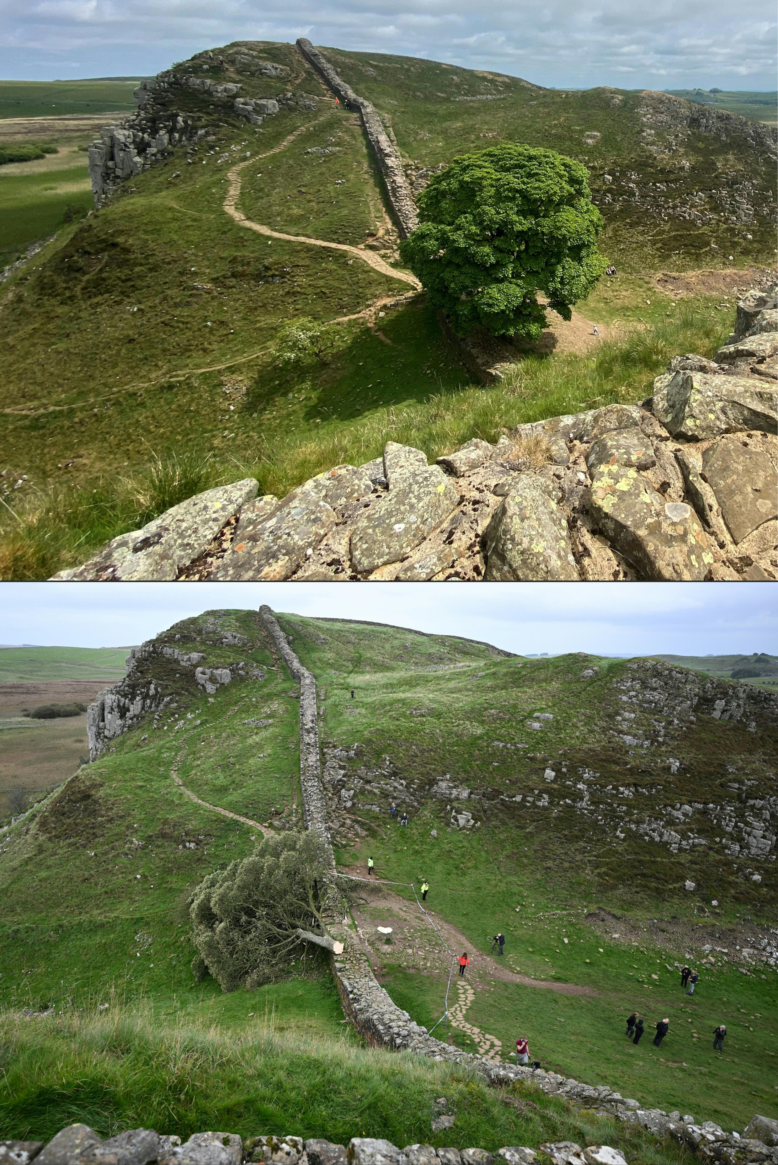 Teen arrested after UK Hadrian's Wall 'Robin Hood tree' cut down