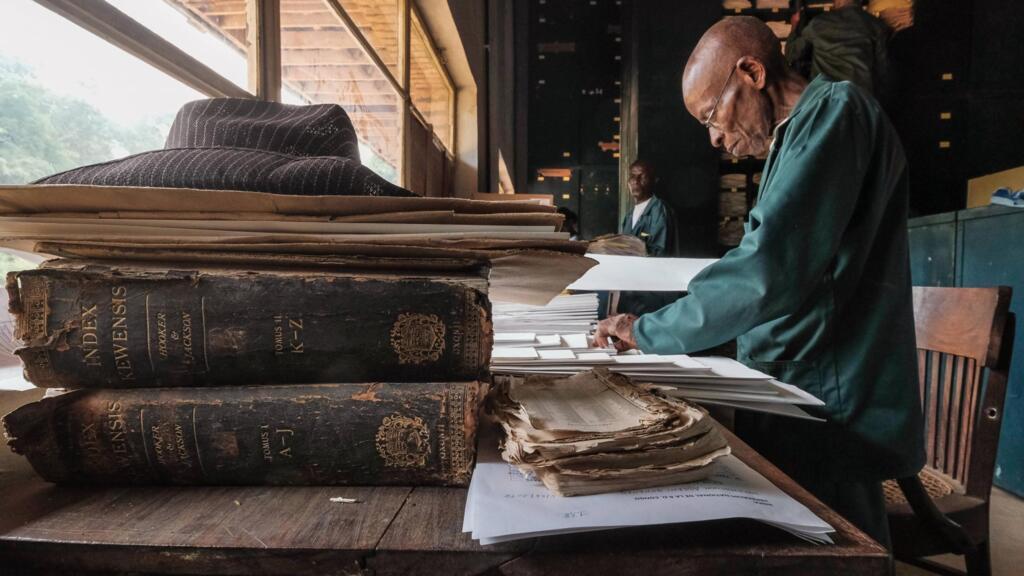 Dans l’herbarium de Yangambi, Papa Olimo, un des «gardiens» de ce temple africain de la botanique.