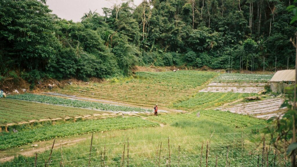L'agriculture ultramarine est essentiellement tournée vers des produits d’exportation comme la canne à sucre, la banane ou l’ananas. Comment redonner une place aux pratiques agricoles ancestrales des Outre-Mer ? 