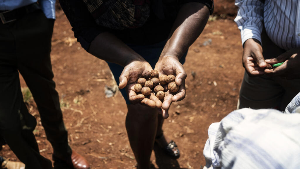 L'Afrique du Sud surveille de près la production de noix de macadamia en Chine