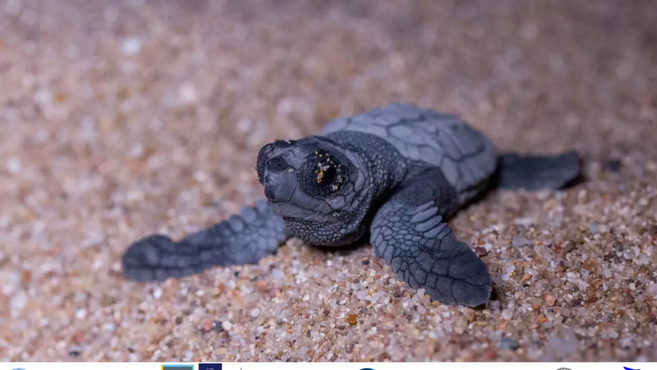 Naissance Des Tortues C Est Dans Ta Nature