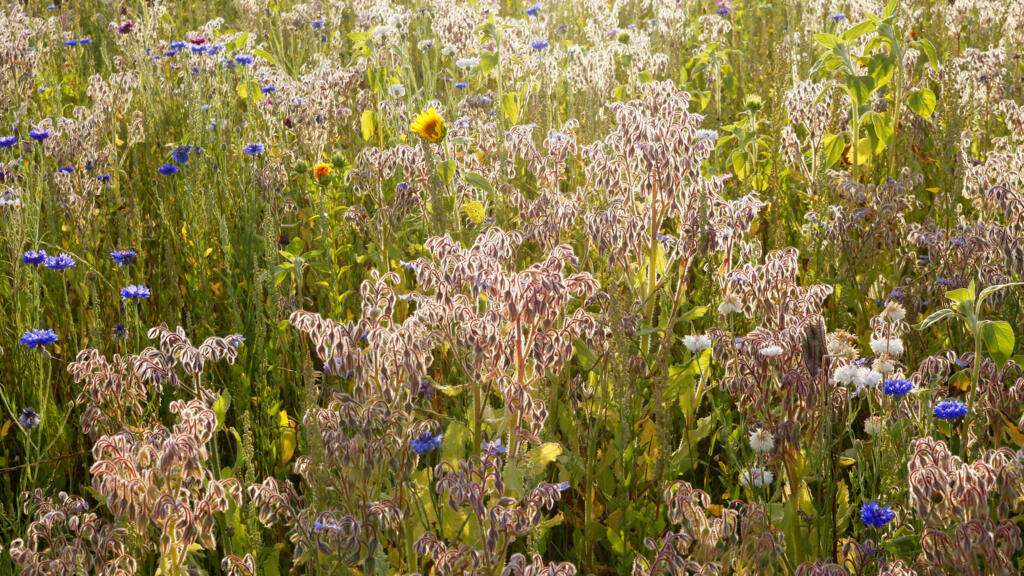 Champ en jachère avec diverses plantes en Seine-et-Marne.