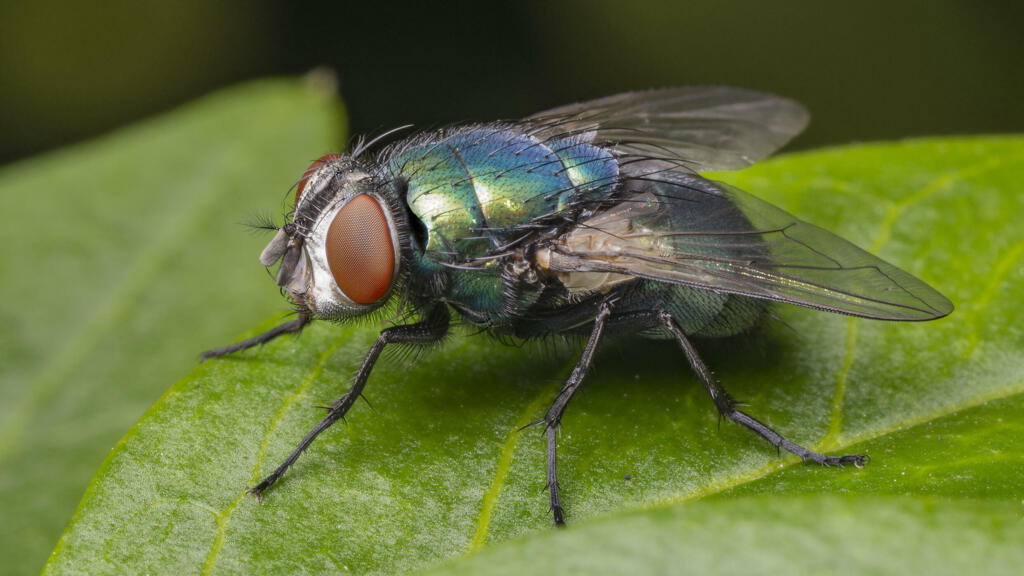 La mouche du gendarme