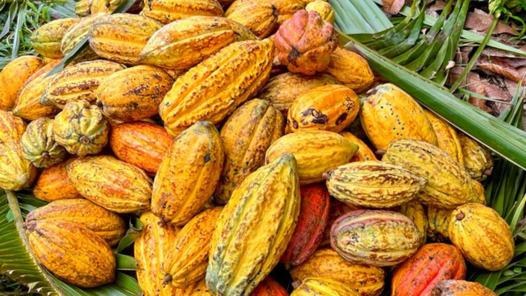 Les cabosses de cacao. La cabosse rouge, la criolo est une variété rare.
