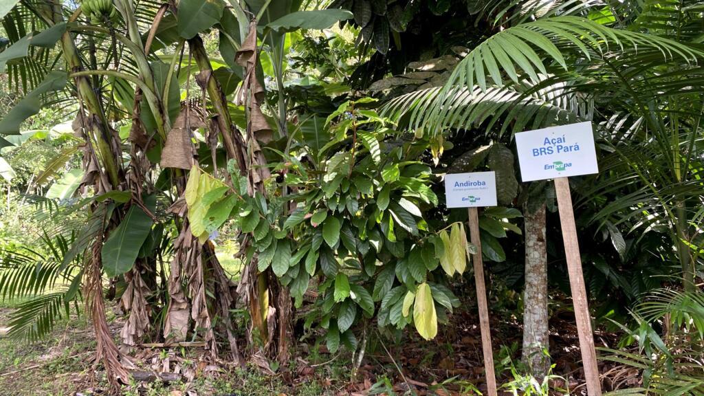 O policultivo também traz diversidade entre insetos bons e ruins. Reduz as chances de prejuízos como o da pimenta do passado. A chamada de produção solteira, ou monocultura, pode ser arrasada por um único tipo de praga.
