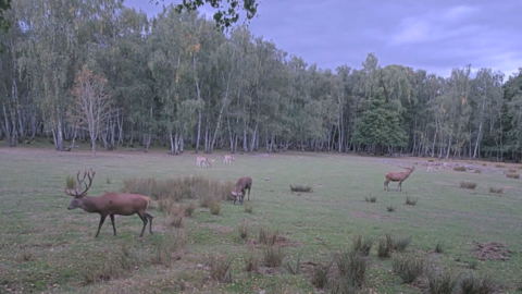 Dans la forêt de Rambouillet, à l’heure du brame du cerf.
