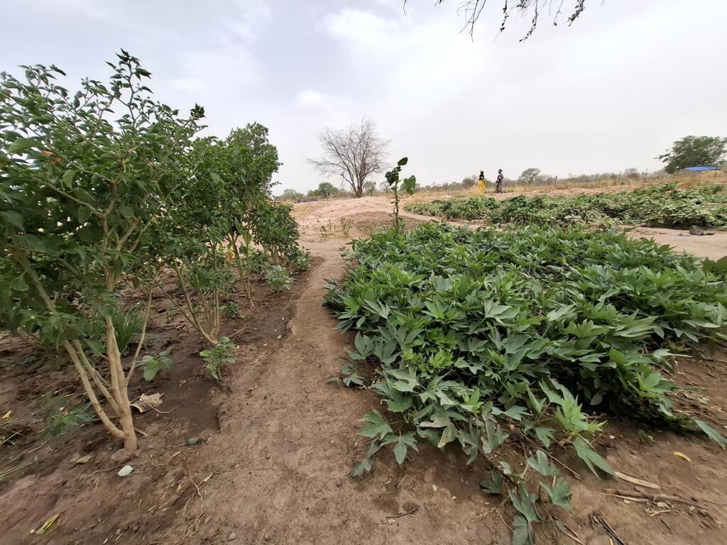 Le potager est arrosé en toute saison.