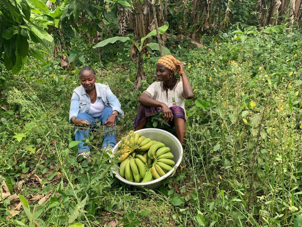 Dans une parcelle de cacaoyers du village de Brounfou (Togo)