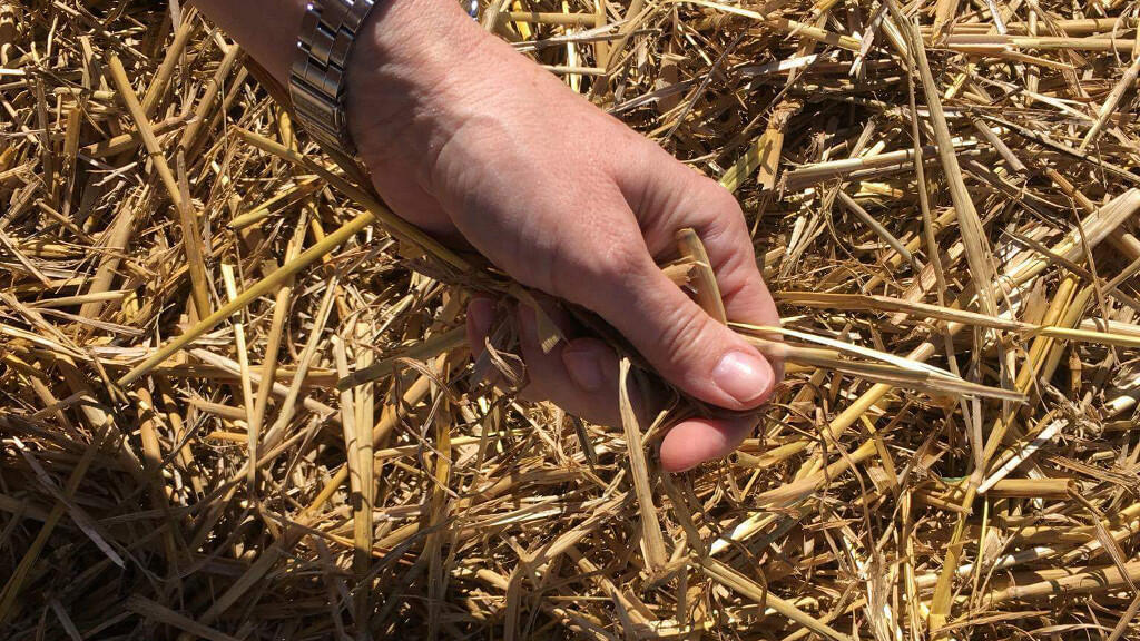 Depois de chuvas torrenciais e inundações em maio e junho, os agricultores de Aulnay-sur-Mauldre, em Yvelines, na região de Île de France, enfrentam a seca.
