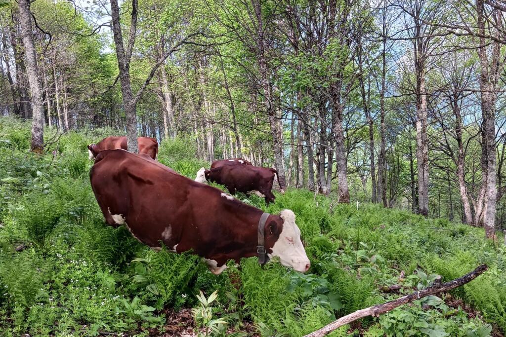 Une abondance pâture dans le sous-bois test de l'école-alpage, en 2024.