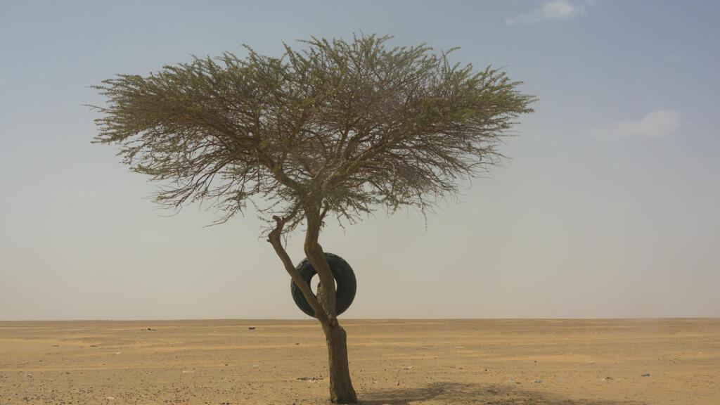 En plein coeur du Sahara, au Niger, les arbres sont encore rares, mais, à l'occasion du One Planet Summit, en ce début d'année 2021, le projet de Grande muraille verte est relancé.