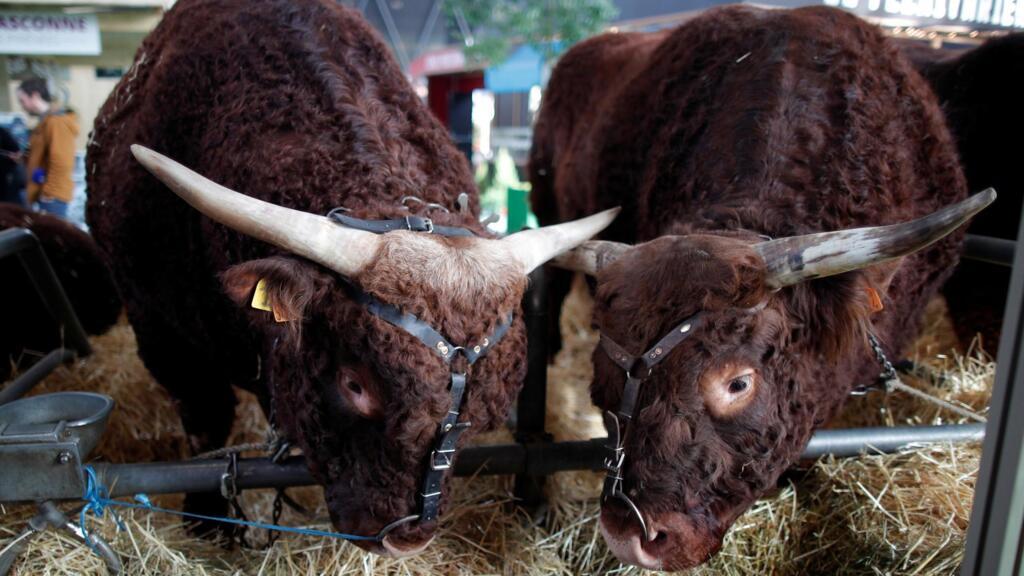 Le Salon de l'Agriculture se tient comme chaque année Porte de Versailles, à Paris.