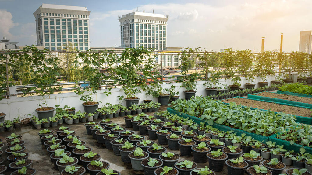 Potagers sur les toits, jardins partagés, agriculture hors sol, … seront-ils suffisants pour nourrir des milliards de citadins ?