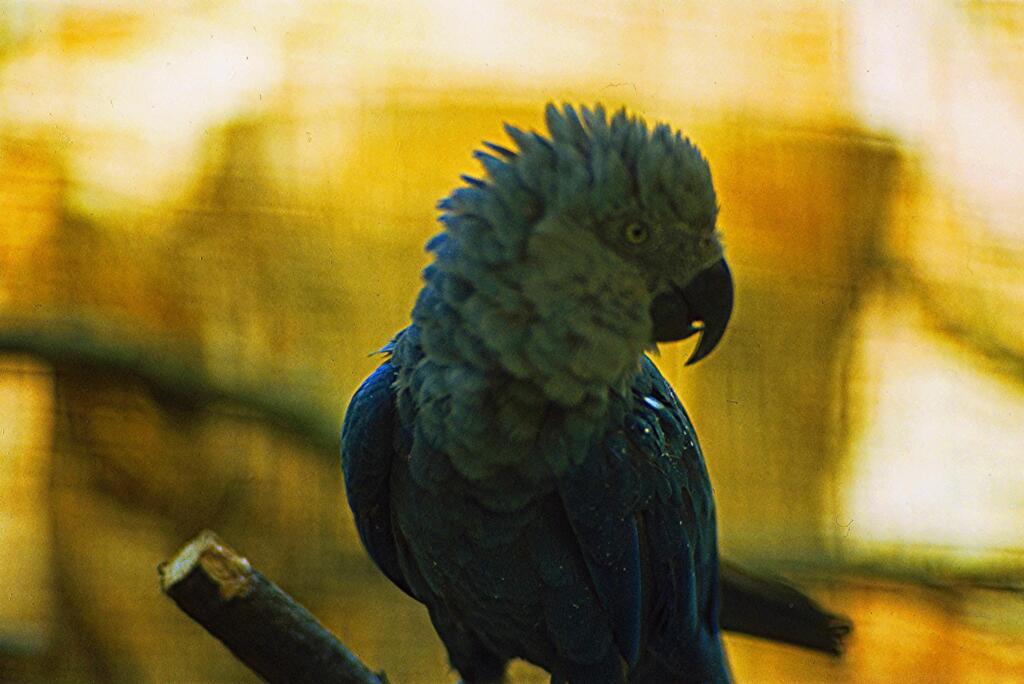 A ararinha-azul é classificada pela União Internacional para a Conservação da Natureza e dos Recursos Naturais (IUCN) como "em perigo crítico".