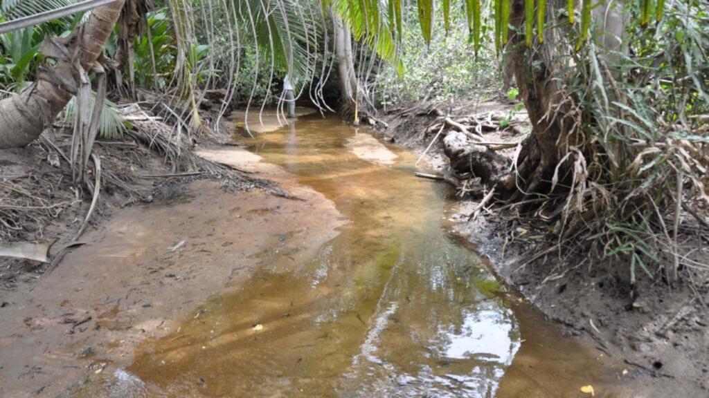 Une zone humide à Praslin sur l'île des Seychelles (photo d'illustration).