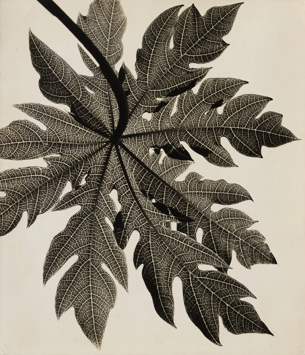 Filigrana, por volta de 1950. Com a gentil autorização da família Altschul. 
Avec l’aimable autorisation de la famille Altschul.