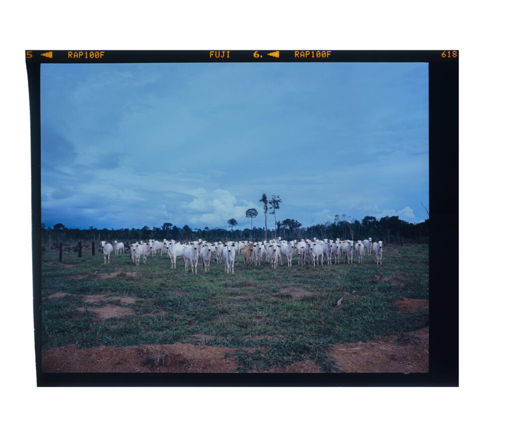 Imagem do projeto "Rondônia, como me apaixonei por uma linha".