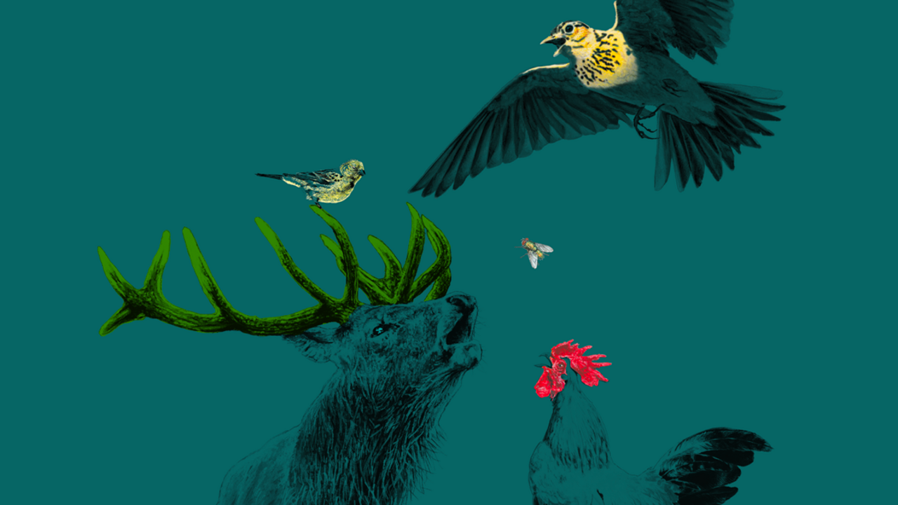 Pourquoi les baleines comme les oiseaux, ne chantent pas pour rien