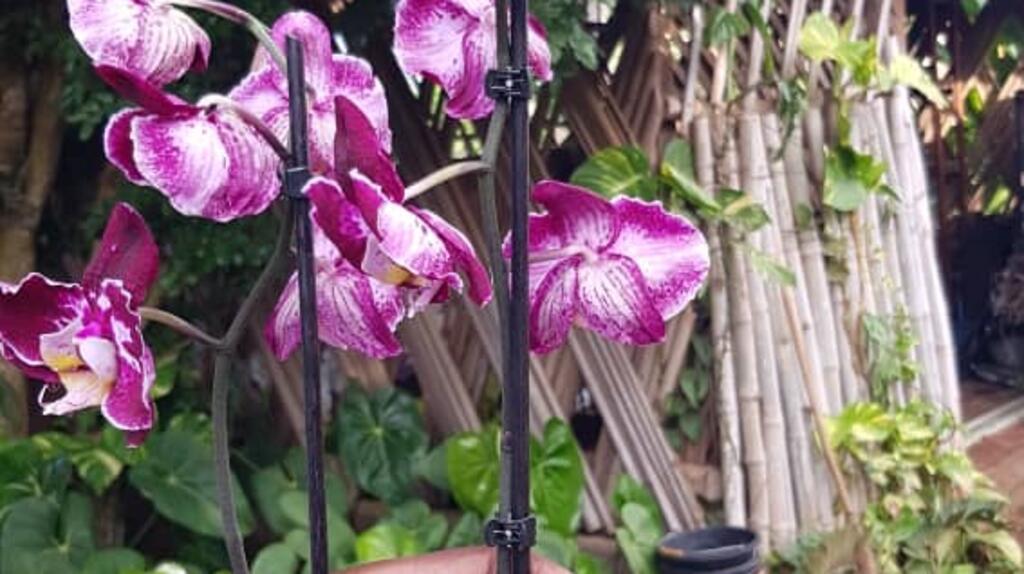 Fleurir le Bénin