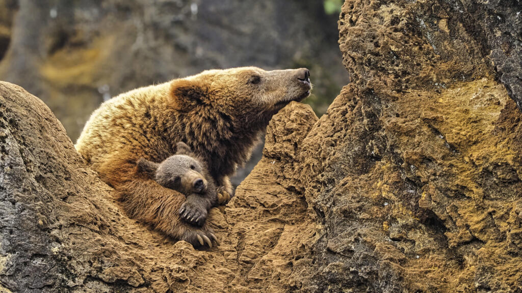 Maman ourse et son petit font la sieste, Carbarceno, chaîne Cantabrique, Nord de l'Espagne, 2020.