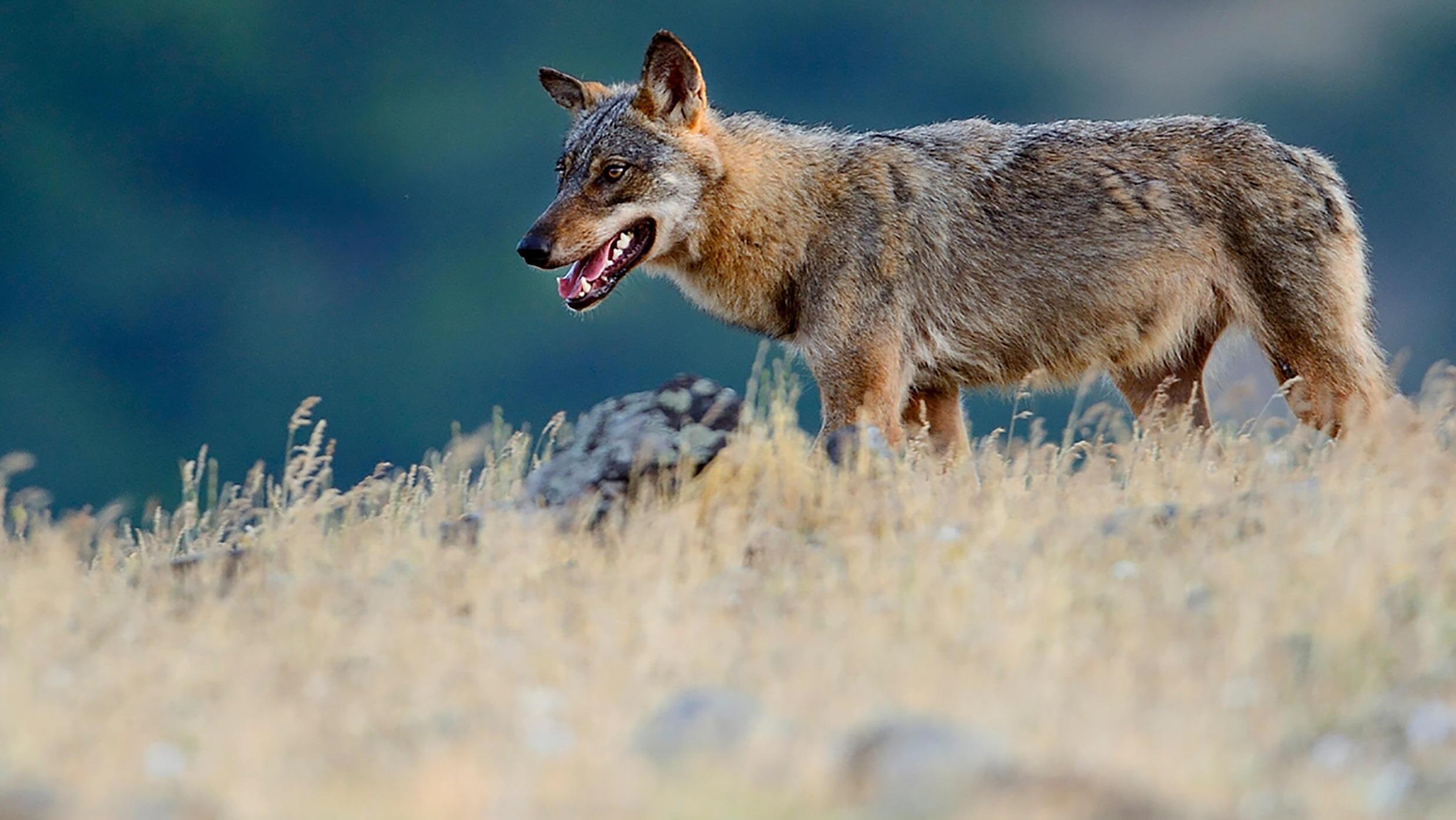 French documentary about wolves raises ire of angry sheep farmers
