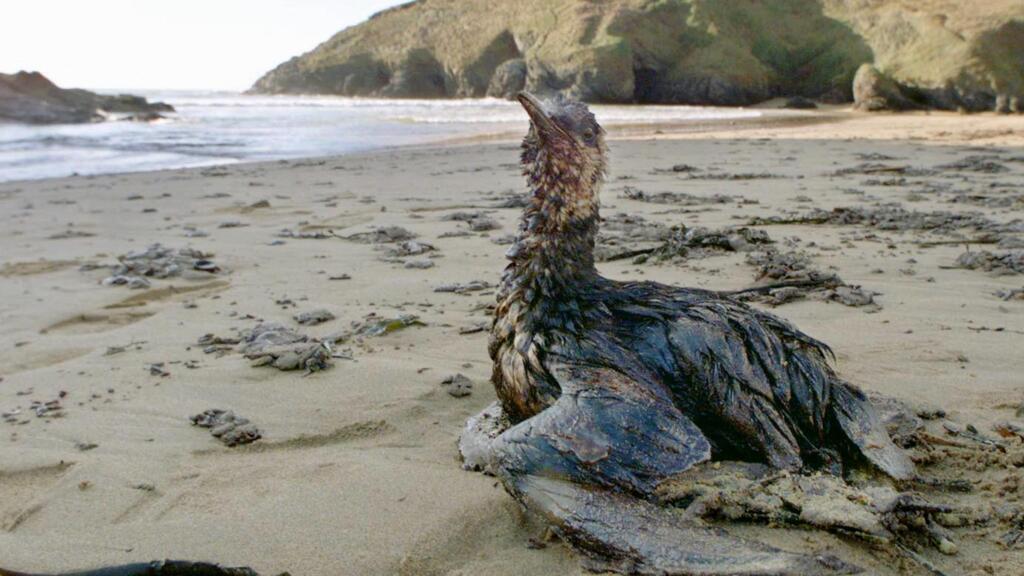 France: 27 ans après le naufrage de l'Erika, du fioul identifié sur des oiseaux en Bretagne
