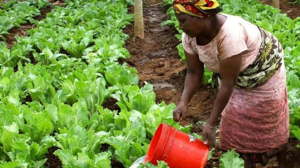 Les femmes, piliers de l'agriculture en Afrique.