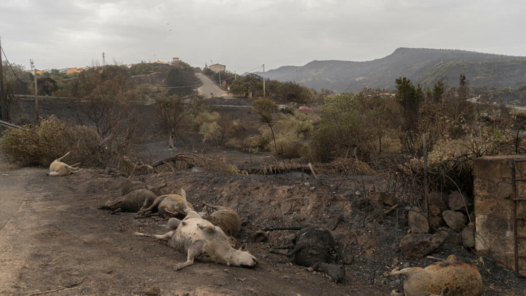 Em junho e julho deste ano, cerca de 100 mil hectares foram devorados pelas chamas na Itália, resultando na morte de 20 milhões de animais silvestres.