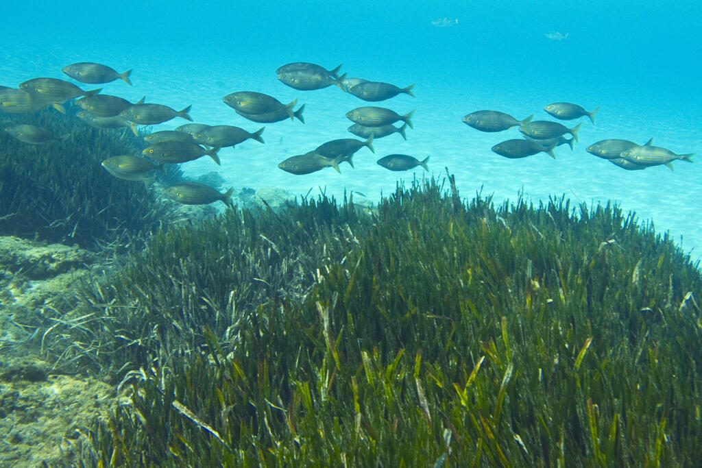 A assinatura do tratado constitui um marco fundamental para o cumprimento do compromisso global de proteger pelo menos 30% das terras e os oceanos do planeta até 2030.