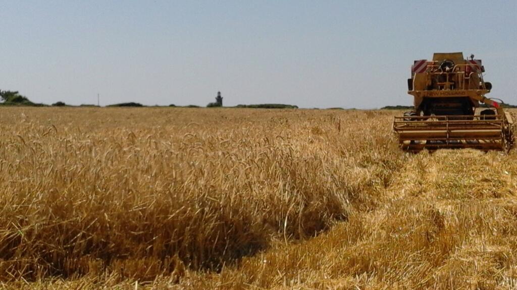 Récolte saisonnière de l'orge sur l'île de Groix pour la production de la bière de Groix.