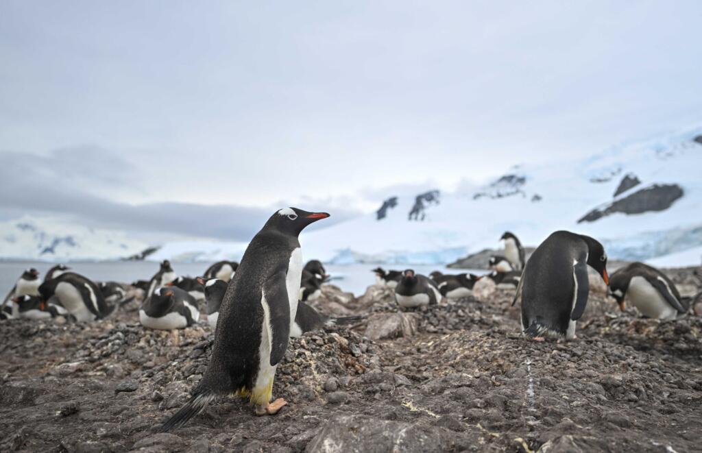 Pinguins no estreito de Gerlache, que liga o arquipélago à península antártica. (20/01/2024)