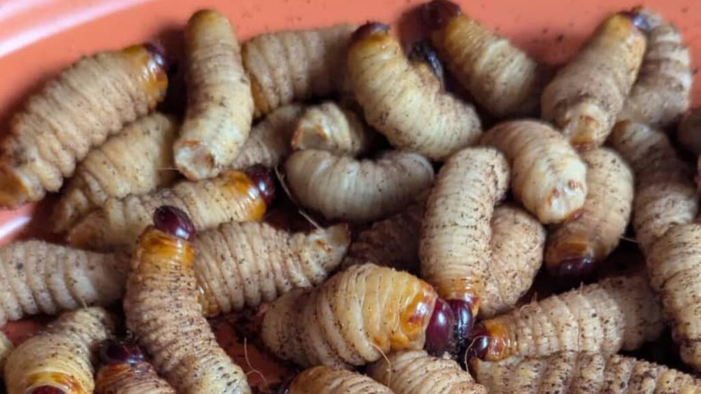 Les larves d'hannetons très appréciées au Cameroun.