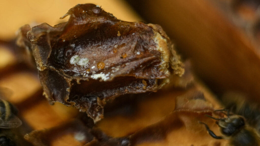 L'acarien parasite Varroa sur une ruche, le mercredi 21 juin 2023, à College Park, dans l'État du Maryland, aux États-Unis.