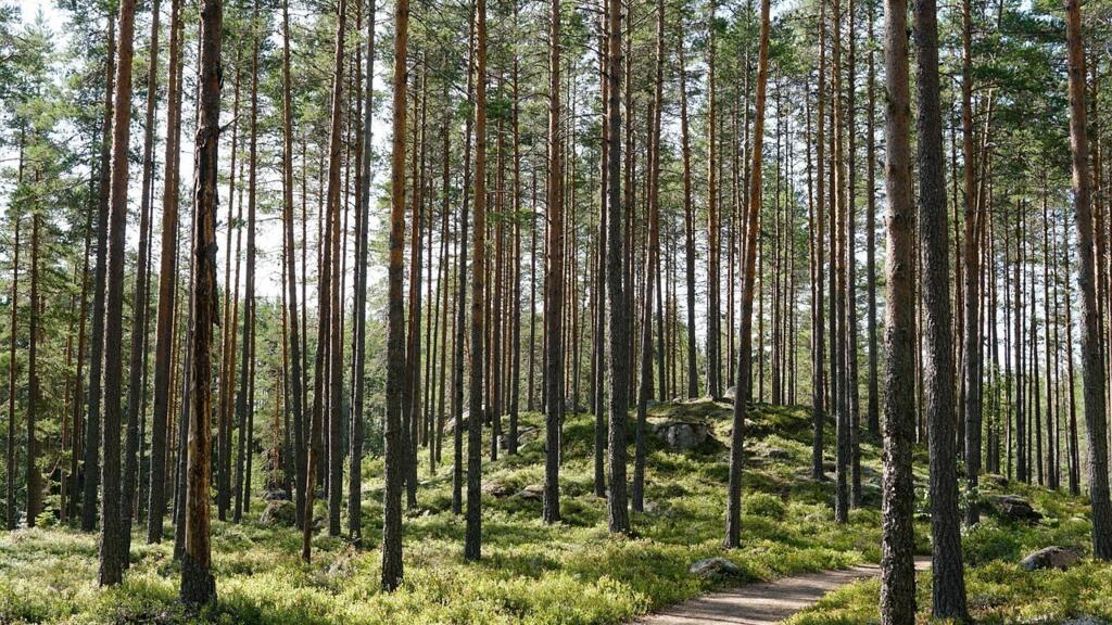 Suède: la forêt, au coeur de l'économie du pays, est-elle trop exploitée?