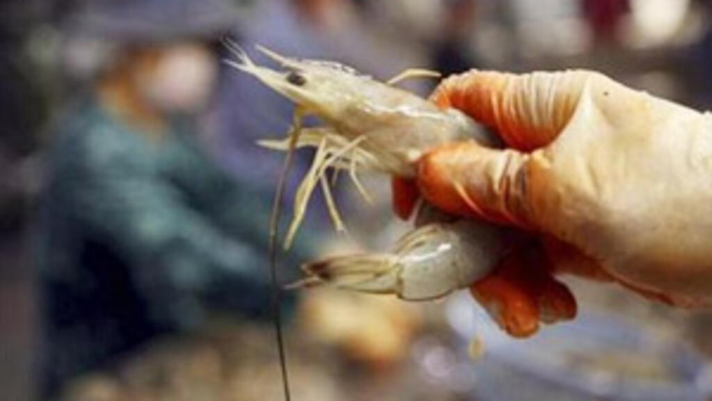 Pour protéger la faune marine, il faut mettre en place des quotas et des zones protégées où ils peuvent se reproduire. En mer Adriatique, la combinaison de quotas et la mise en place d’une grande région interdite aux chaluts a vu renaître d'importantes populations de colins et de crevettes, selon l’ONG MedReact.