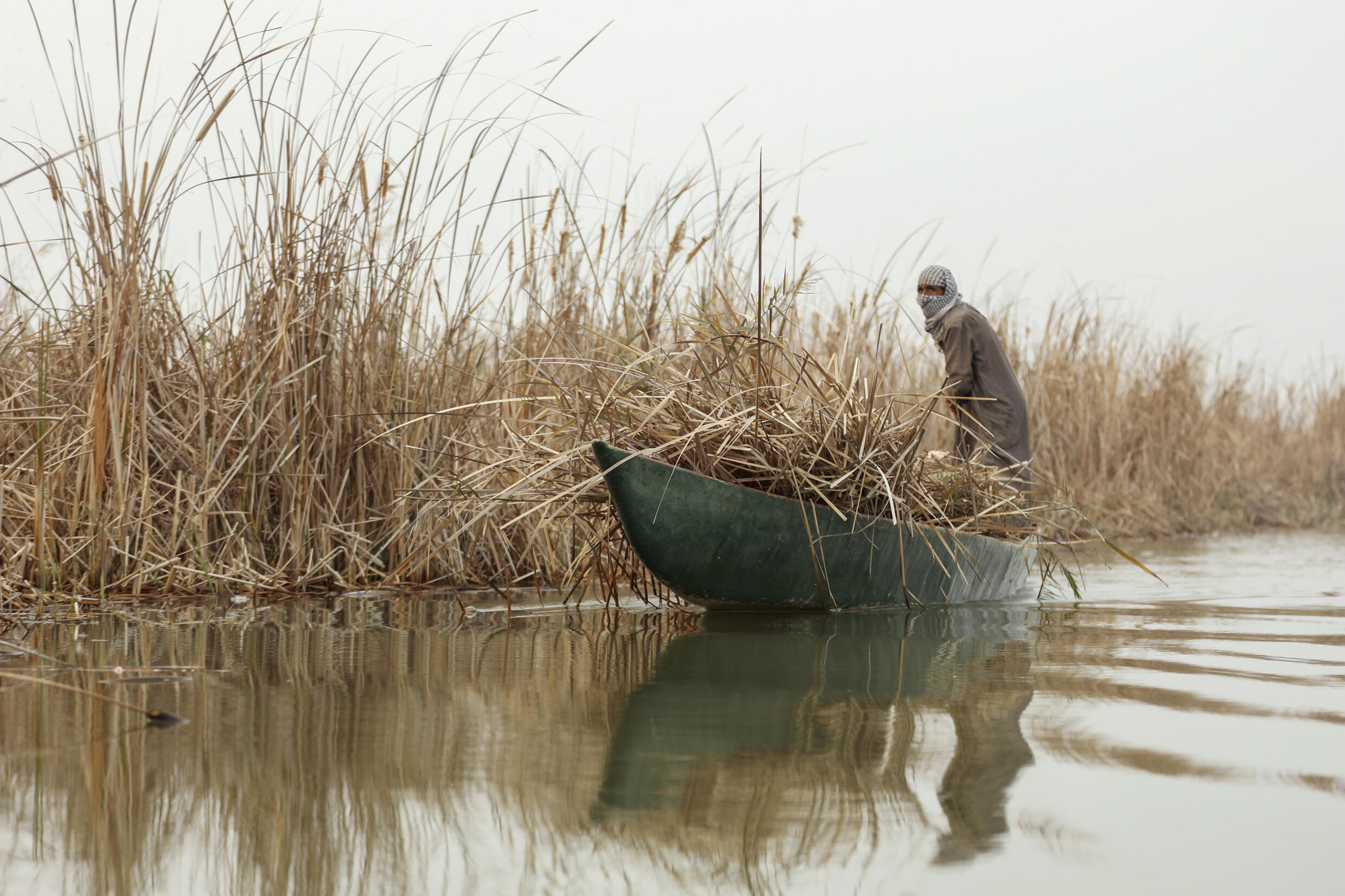 After drought, winter rains revive Iraq's famed marshlands