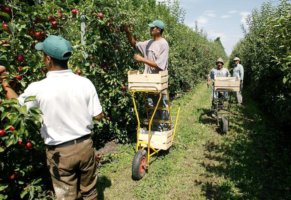 Trabalhadores temporários marroquinos a cada ano colhem maçãs em fazenda na região francesa de Bouches-du-Rhône. (18 de julho de 2002)