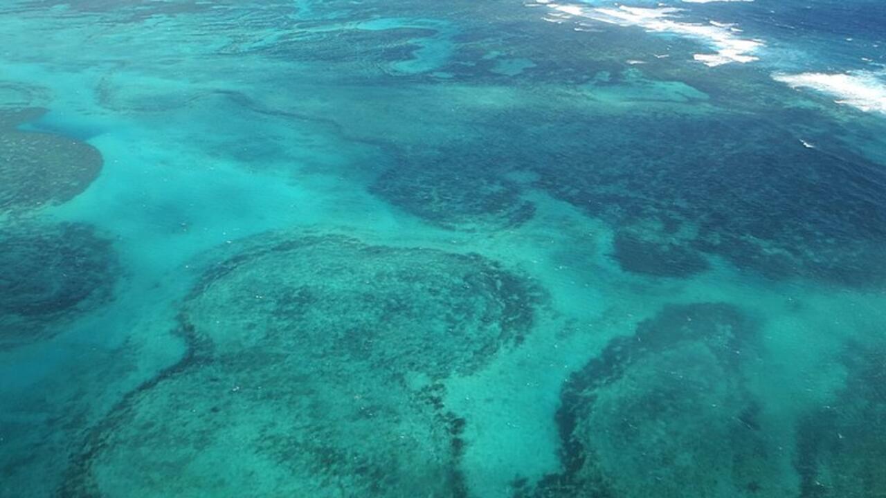 World's southernmost reef, Lord Howe Island, hit by coral bleaching
