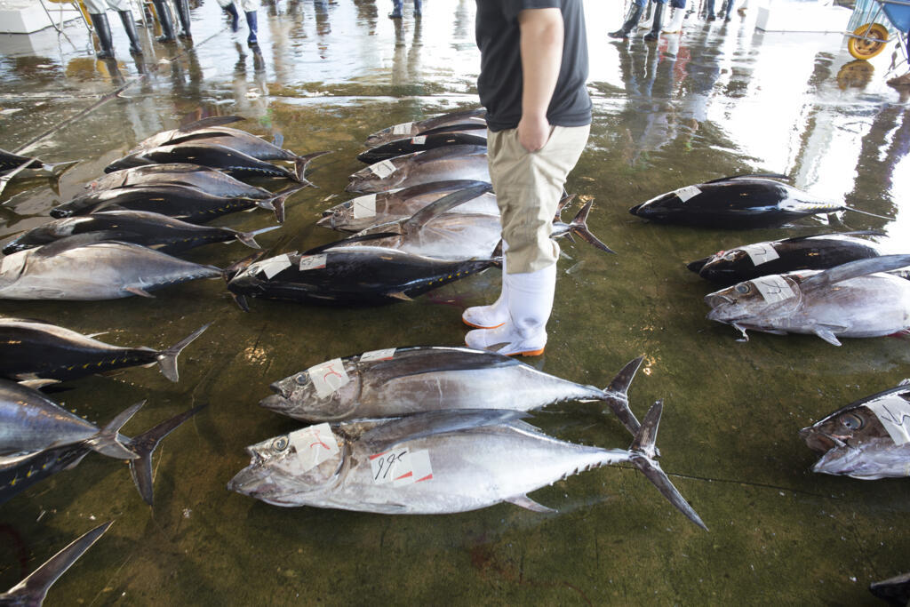 En 2025, les pêcheurs nippons pourront capturer 13 000 tonnes de thon rouge dans le Pacifique Nord, contre 9 500 auparavant. (Vente de thon rouge au marché de Katsuura, au Japon)