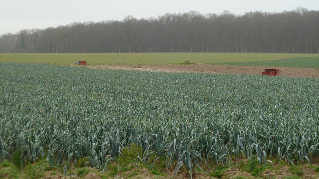 Un champ à Villepreux, à l'ouest de Paris, en France.