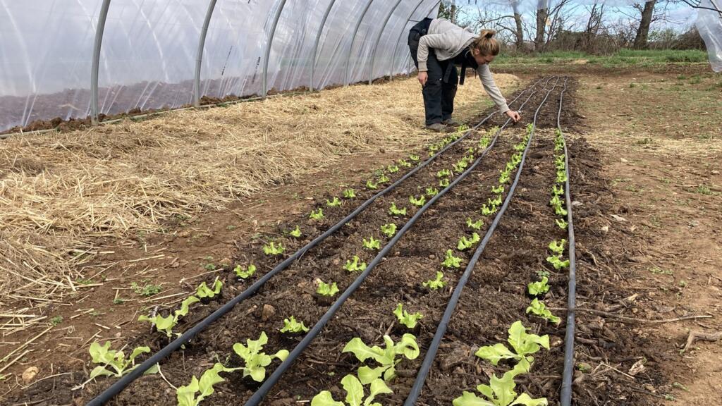 Bénédicte inspecte les pousses de salades dans la serre de son exploitation agricole.