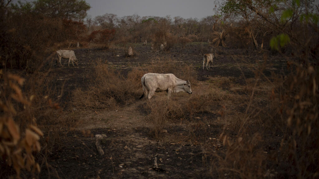 Gado é visto pastando em uma área queimada no Pantanal, em Mato Grosso. Todos os biomas brasileiros foram desmatados para dar lugar a pastagens. 