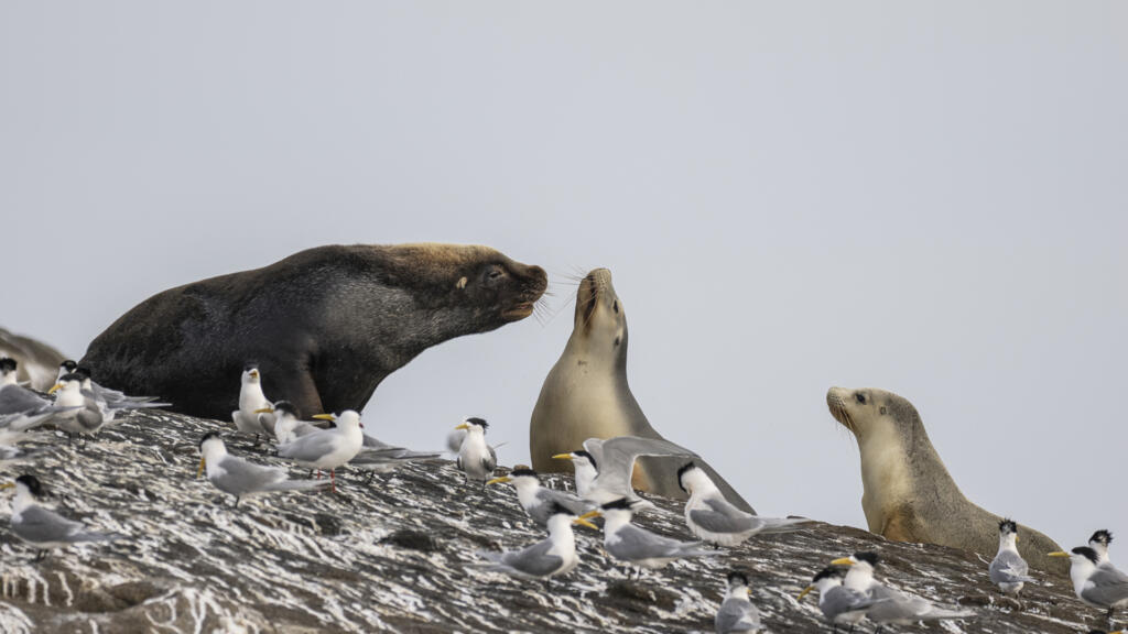 Australie: les otaries utilisées pour mieux connaître la santé des océans