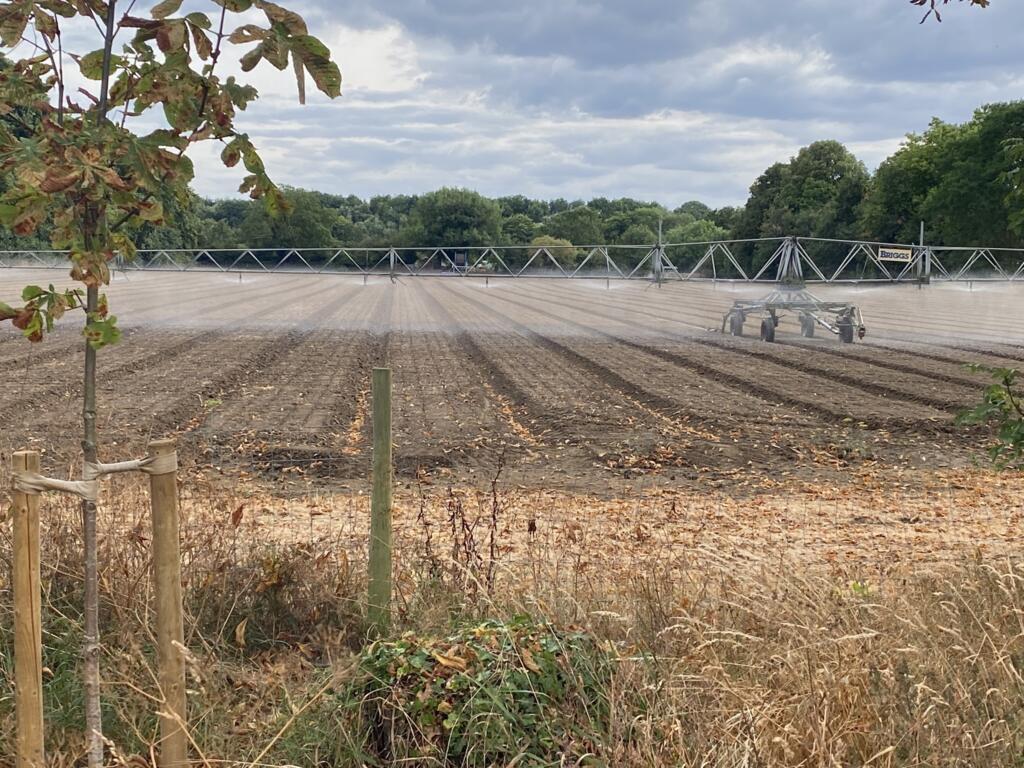 Equipamentos de irrigação tentam "salvar" o que resta das plantações fortemente afetadas pela seca histórica no Reino Unido. Maidenhead, condado de Berkshire, Reino Unido, em 22 de agosto de 2022.