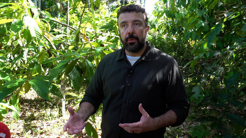 "O cacau é um exemplo de retorno de atividades agrícolas rentáveis trazendo árvores para o sistema", afirma João Eduardo Ávila, técnico do Imaflora (Instituto de Manejo e Certificação Florestal e Agrícola).