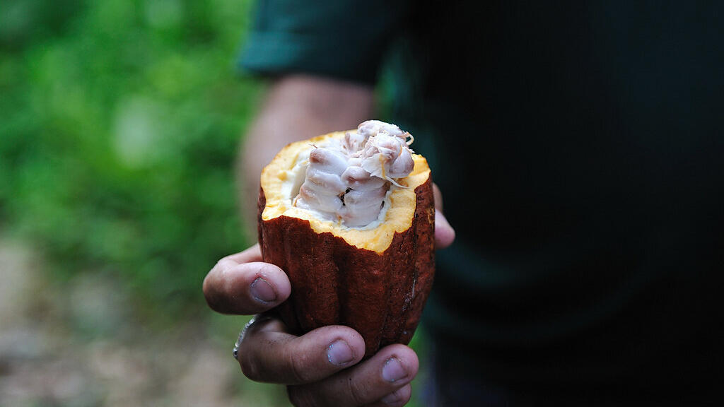 Fèves de cacao.