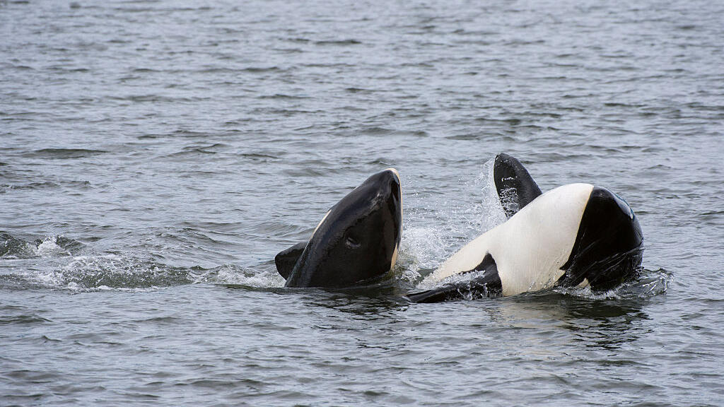 Mère orque et son bébé au large de l'île Wrangell, dans le sud-est de l'Alaska, aux États-Unis.