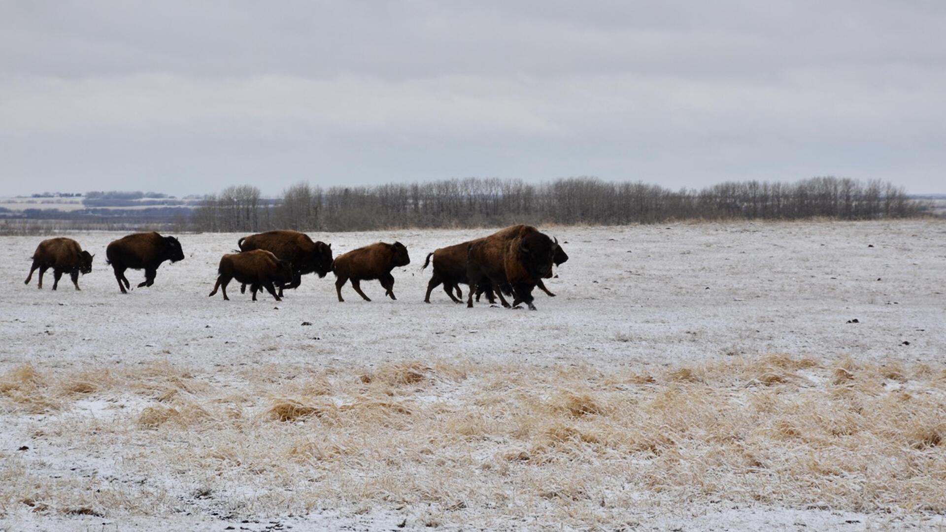 Une partie de la harde de bisons de l'éleveur de George Briggs charge dans un champ, dans le centre de la province canadienne de l'Alberta, le 16 avril 2024.