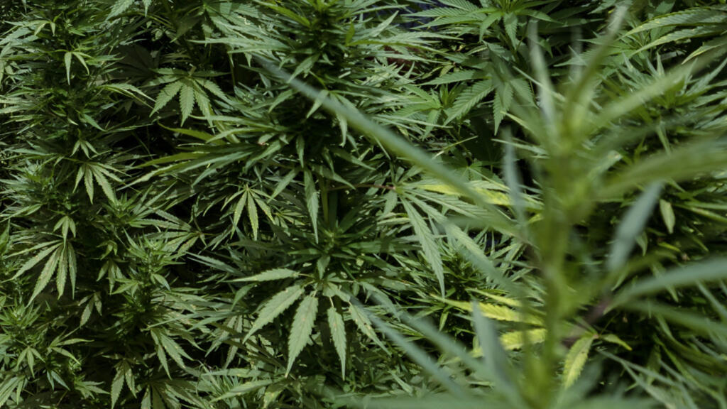 Cannabis dans la commune de Mansoura, région de Chefchaouen, au sud-est de Tanger (Maroc). (Image d'illustration)