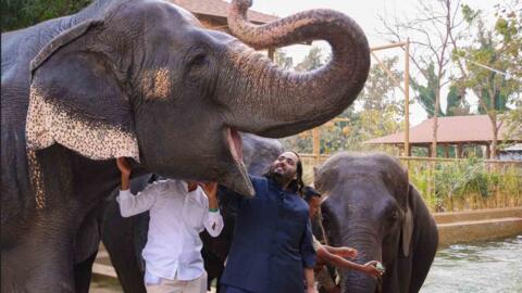Le centre Vantara, créée par la famille Ambani, est accusé d'avoir acheté illégalement des centaines d'animaux en danger.
